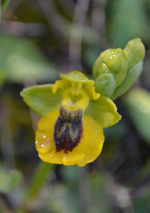 Ophrys lutea subsp. lutea Cav., Sicilia.